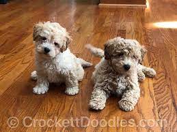 Pin On Dogs