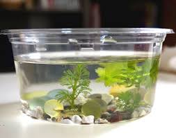 ミナミヌマエビの親と稚エビ shrimp in plastic food container ミナミヌマエビ めだか めだか アクアリウム