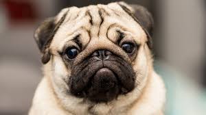 Qualzucht Bei Hunden 10 Hunderassen Die Leiden Mussen Partner Hund