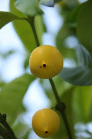 Image result for Garcinia volkensii