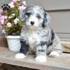 Please contact me if you are interested in adopting a bernedoodle. Lucy Mini Bernedoodle Puppy For Sale In Ohio Cute Small Dogs Cute Small Animals Puppies