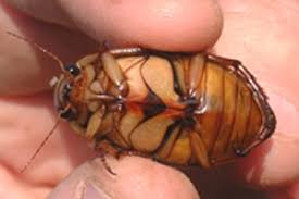 Image result for Dyschoriste multicaulis