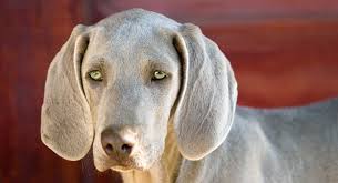 One of his eyes is completely blue while the other has a bit of brown on the bottom: Dogs With Green Eyes Which Dog Breeds Have Green Eyes