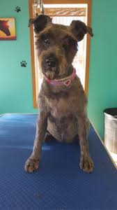 Check spelling or type a new query. Toilettage Tonte D Animaux Domestiques In Notre Dame Des Erables Nb Yellowpages Ca
