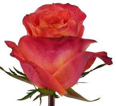 роза Free Spirit