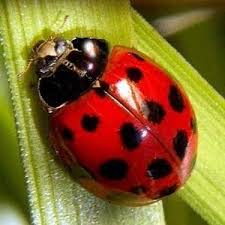 Epingle Sur Ladybugs
