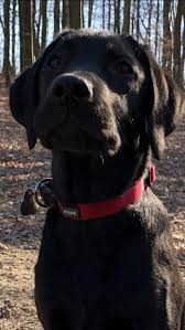 Pin By Akilah Alim On Labrador Retriever Labrador Retriever Labrador Retriever Puppies Labrador
