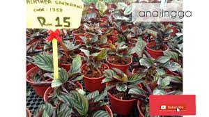 Шафранная, руфибарба, зебрина, лансифолия, медальон, варшевича. Cara Tanam Pokok Calathea Jenis Jenis Pokok Calathea Youtube