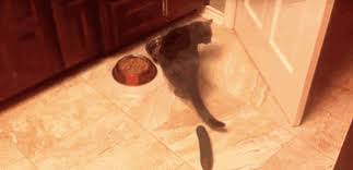 Kenapa kucing takut ketimun ? Sains Hanya Boleh Tebak Kenapa Kucing Takut Pucuk 2021