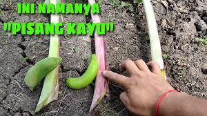 Maybe you would like to learn more about one of these? Mengenal Pisang Kayu Di Bali Review Dan Compare Youtube