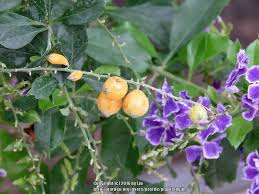 Jul 22, 2021 · and the tropical duranta plant (duranta erecta) delivers scores of pale blue, white, or violet blossom clusters for the entire growing season. Photo Of The Fruit Of Golden Dew Drop Duranta Erecta Sapphire Showers Posted By Plantladylin Garden Org