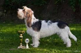 Image result for malý vendéeský hrubosrstý honič