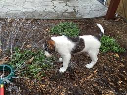 This classic example of logical and planned crossbreeding was created in the country of australia in the 1980s. We Have 3 Labradoodle Puppies For Acme Creek Kennels Facebook