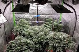 Would it be sufficient enuff for my 5 sq.ft. 5 Best Led Grow Lights 2021 Yields Speed Bud Quality Grow Weed Easy