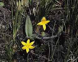 Image result for Hypoxis kilimanjarica
