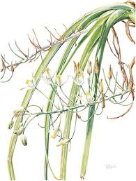 Image result for Stenostelma corniculatum