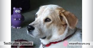 Large and giant dog breeds have the highest risk of developing osteosarcoma. Testicular Tumors The National Canine Cancer Foundation