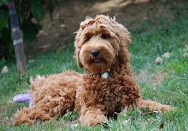 Our doods have just the right blend of personality and unique characteristics to make the perfect companion. Photos Of Past Litters Of Australian Labradoodles For Texas Colorado Idaho Boston Chicago Florida Labradoodle Photography Labradoodle Australian Labradoodle