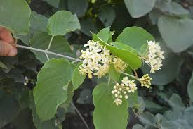 Image result for Caucanthus
