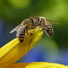 Do bees mate with flowers. 5 Insane Insect Mating Rituals Poulin S Pest Control