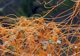 Image result for Cuscuta kilimanjari