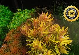 Image result for Nesaea pedroi