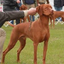 We have had no eye or hip problems. Raleigh Dog Wins Best Of Breed At Westminster Dog Show Raleigh News Observer