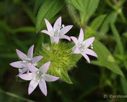 Image result for Richardia scabra