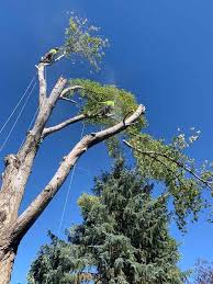 Connaught tree care services is a professional and reliable tree surgeon. Affordable Tree Care In Utah Hidden Oak Tree Care