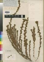 Image result for Crotalaria caudata