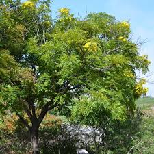 The seeds of gorse are contained within pods which slowly dry out in warm, sunny weather. Gold Medallion Tree Cassia Leptophylla Tree 15 25 T X 15 20 W Yellow Flowers Tendency To Weep Sun Low Yellow Flowers Tree Beneficial Insects