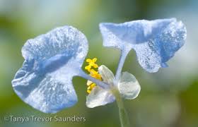 Image result for Anthericopsis sepalosa