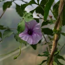 Image result for Ipomoea transvaalensis