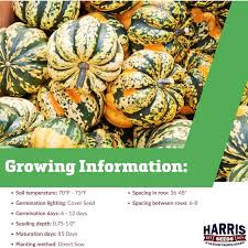 Image result for carnival acorn squash