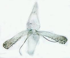 Image result for Phyllonorycter strigulatellus