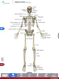 diagram of the skeletal system from the free anatomy study