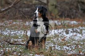 Der appenzeller sennenhund ist zum hüten und treiben von rindern geeignet, kennt jedes tier seiner herde und ist damit seinem verwandten, dem entlebucher sennenhund, ähnlich. Grosser Schweizer Sennenhund Fototapete Fototapeten Schweiz Hund Pet Myloview De
