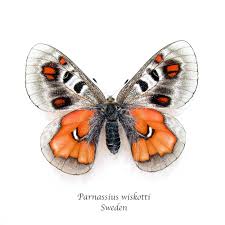 Image result for Parnassius apollo