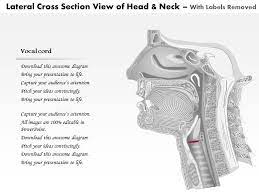 0514 Lateral Cross Sectional View Of Head And Neck Laryngeal Anatomy Medical Images For Powerpoint Ppt Images Gallery Powerpoint Slide Show Powerpoint Presentation Templates