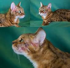 Pin On Feline Hyperthyroidism