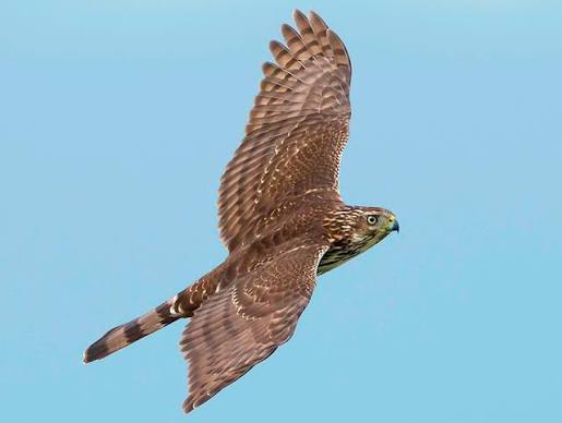 Cooper's Hawk - El Carmen