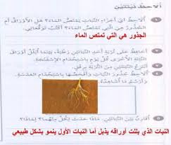 ألاحظ أي أجزاء النبات يمتص الماء هل الأوراق أم الجذور هي التي المكتبة التعليمية