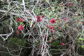 Image result for Schotia capitata