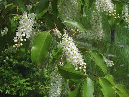 Image result for Prunus serotina