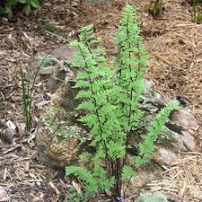 Image result for Cheilanthes hirta