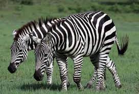 Habitat loss and hunting caused the shrink of the tiger range. How Do A Zebra S Stripes Act As Camouflage Howstuffworks
