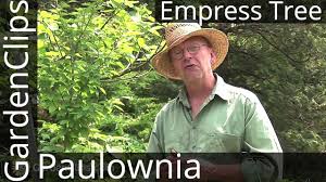 Check spelling or type a new query. Empress Tree Paulownia Tomentosa All About Royal Empress Tree Youtube