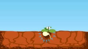 Animation project to illustrate certain values in judaism. Skwirk How Plants Grow Science Year 2 Science Understanding Biological Sciences Acssu030 Youtube