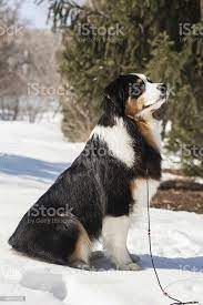 Beautiful Dogs On The Big Dog Show Stock Photo Download Image Now Istock
