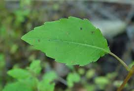 Image result for Balsaminaceae